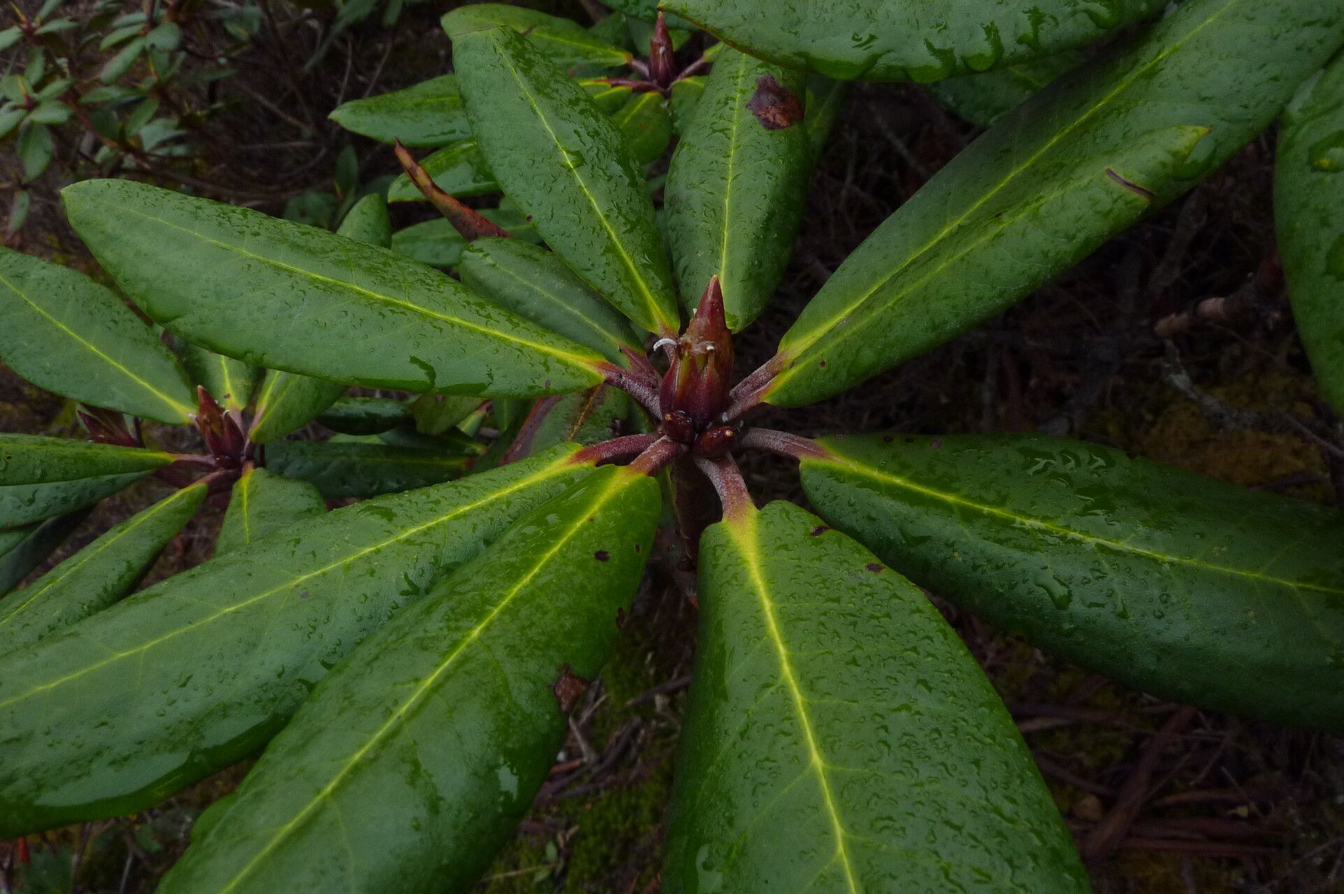 Rhododendron wightii — houseplant care guide