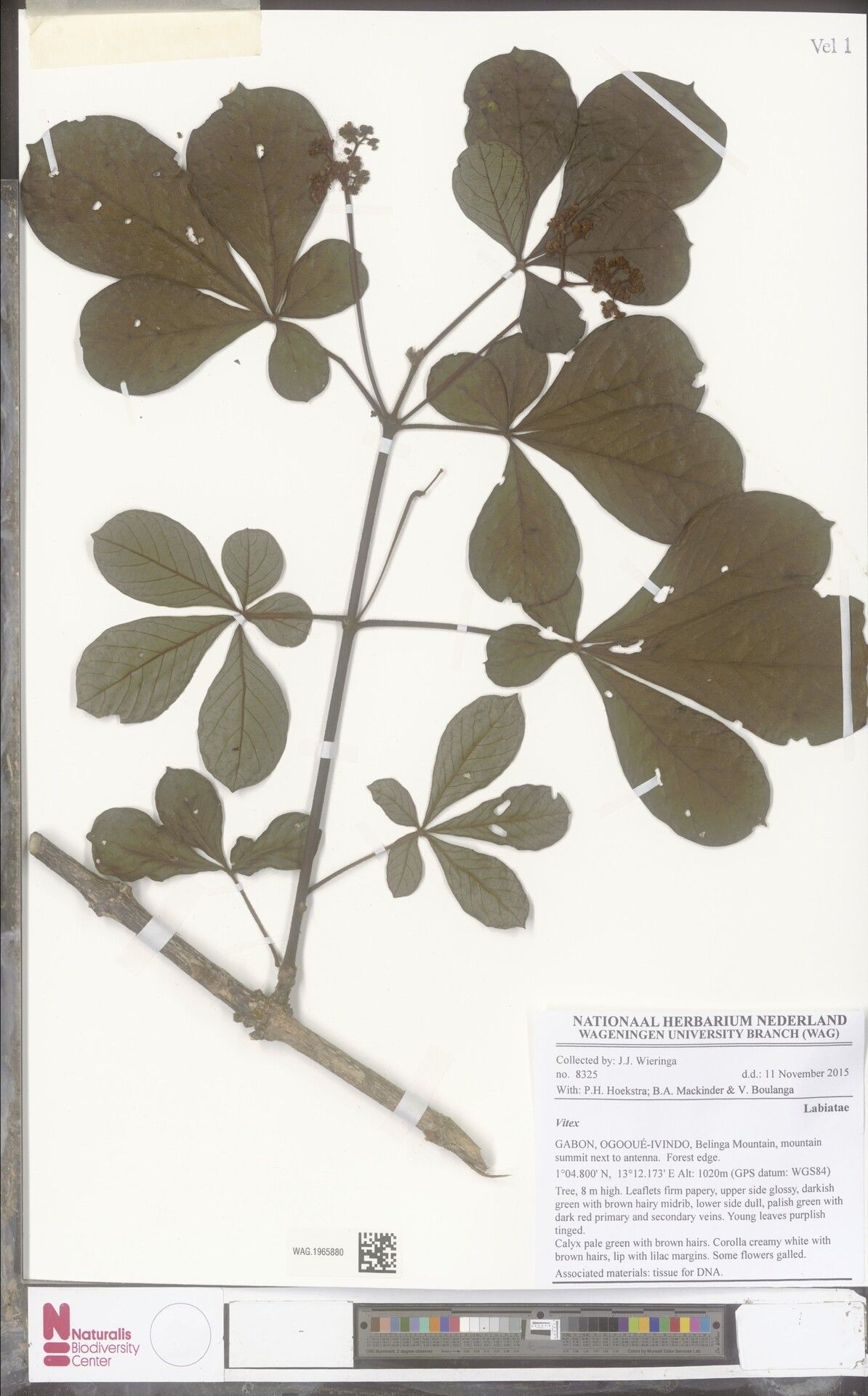 Vitex ciliata — houseplant care guide