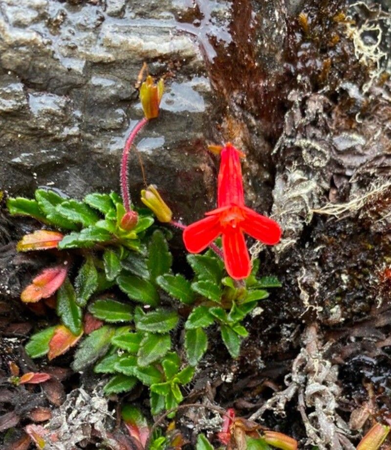 Ourisia chamaedrifolia — related species from the same genus