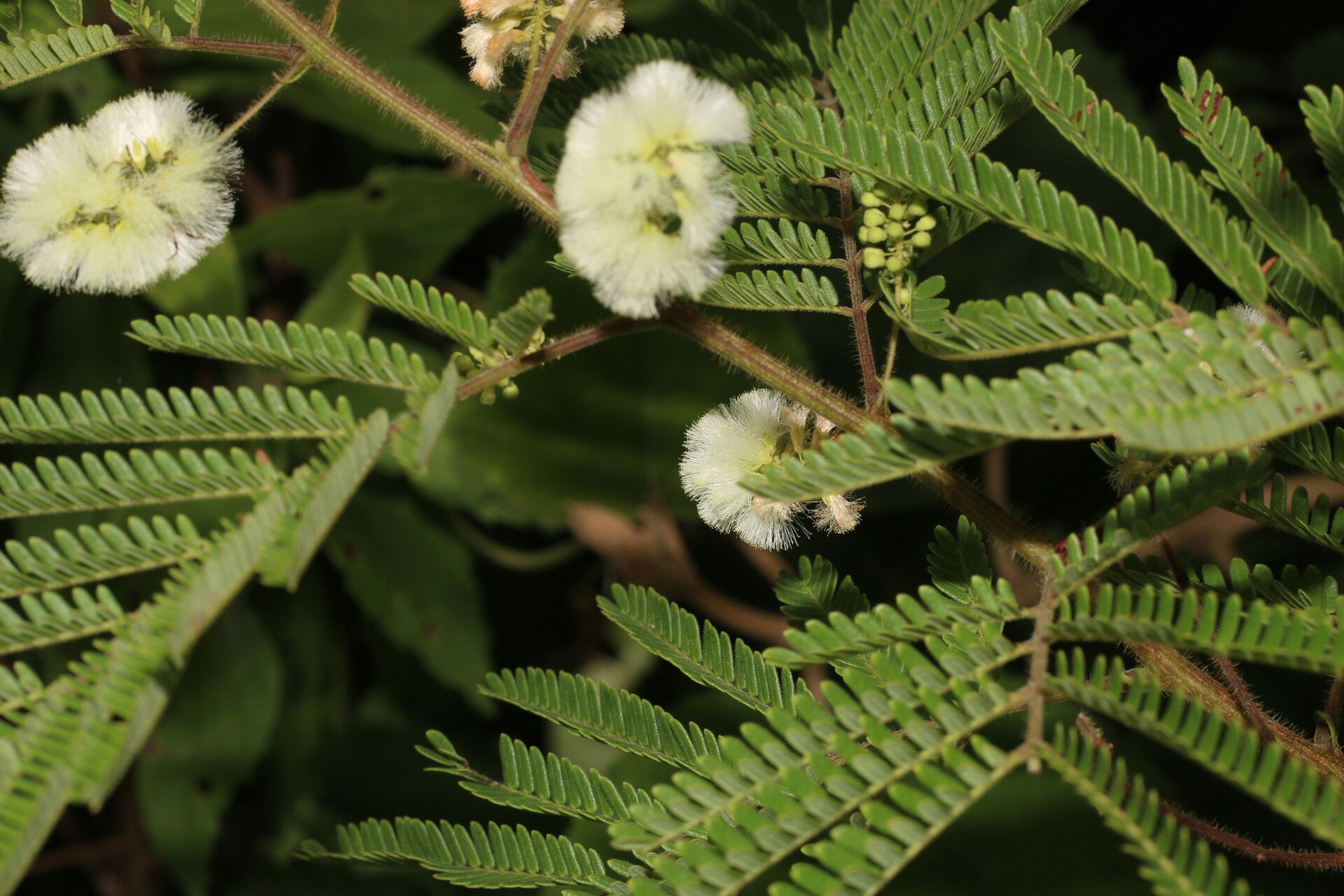 Acaciella villosa flower