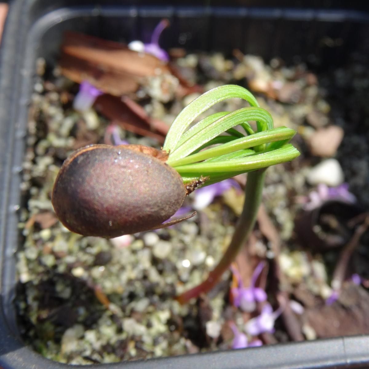 Pinus sibirica flower