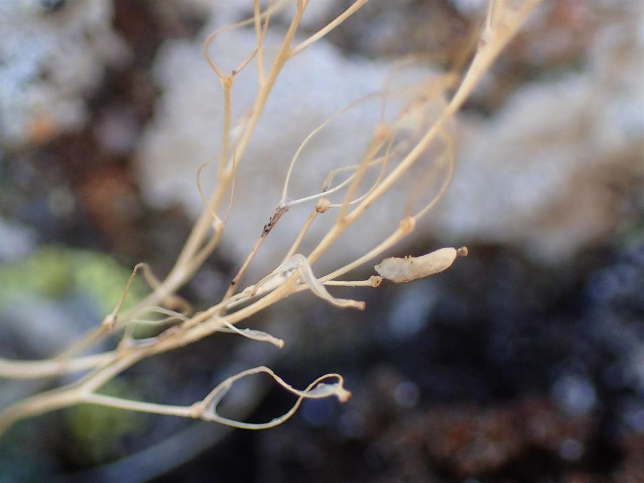 Draba tomentosa fruit