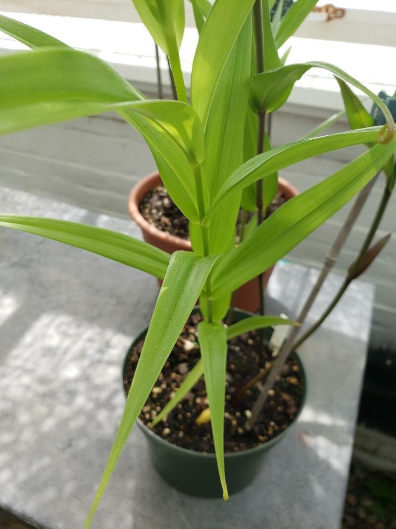 Gloriosa superba leaf