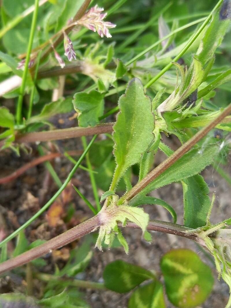 Viola arvensis leaf