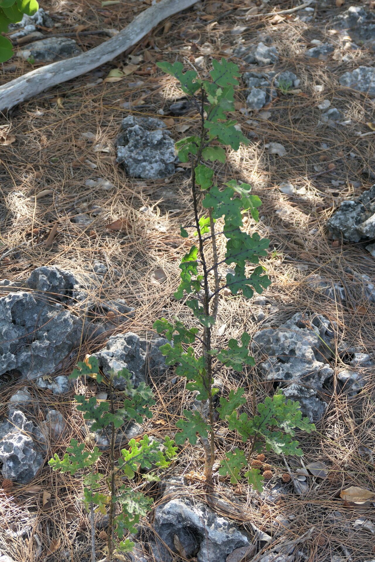 Solanum aldabrense habit