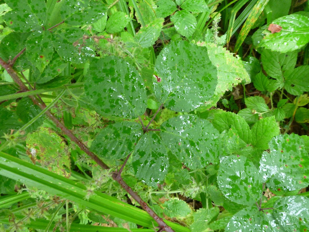 Rubus pulcher — houseplant care guide