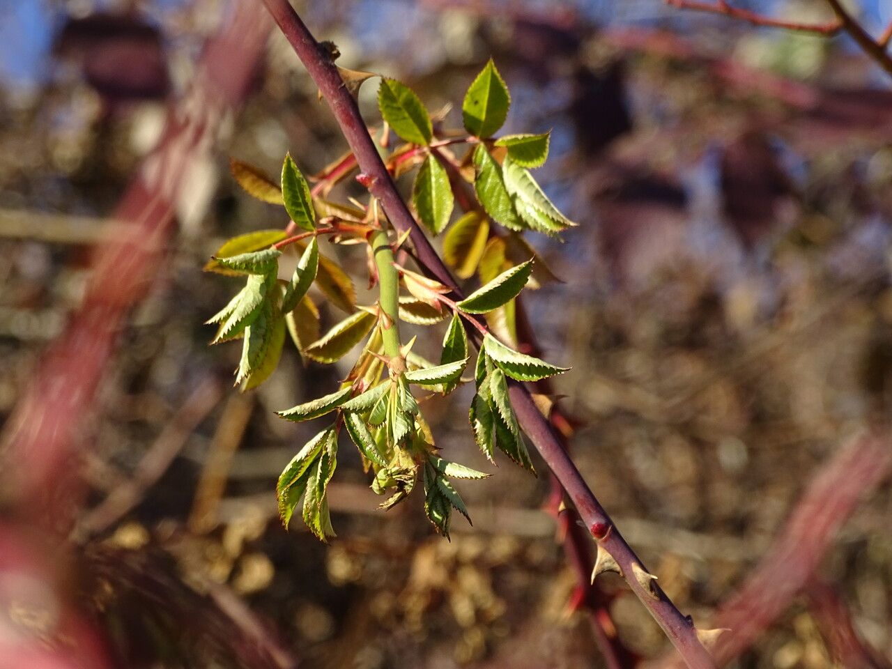 Rosa vosagiaca leaf
