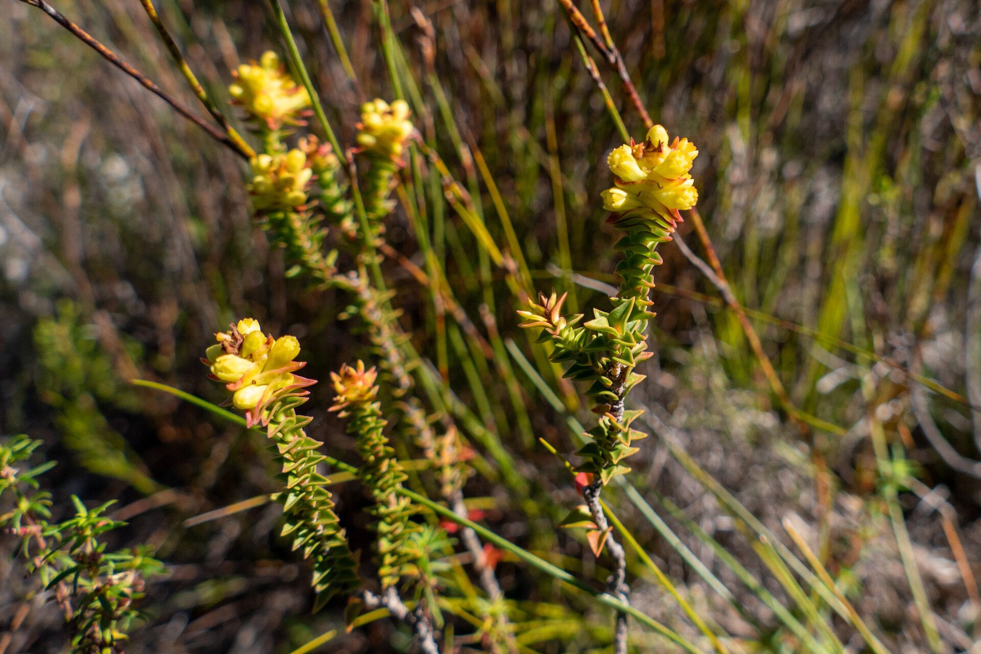 Penaea mucronata flower