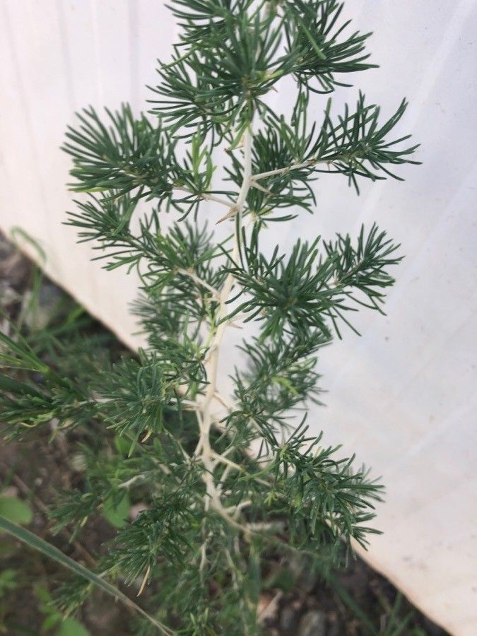 Asparagus albus