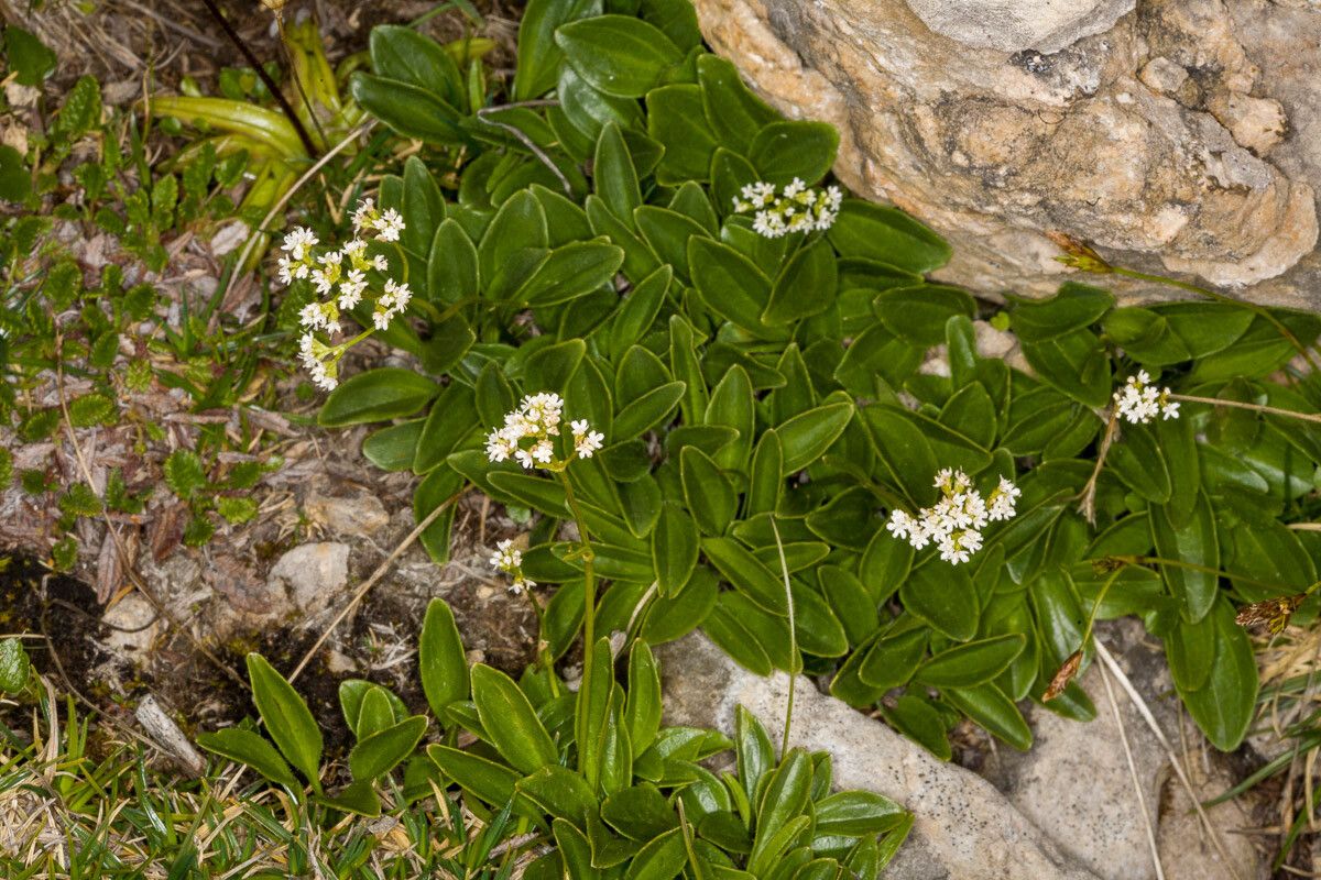 Valeriana saxatilis — search result for 'Valeriana'