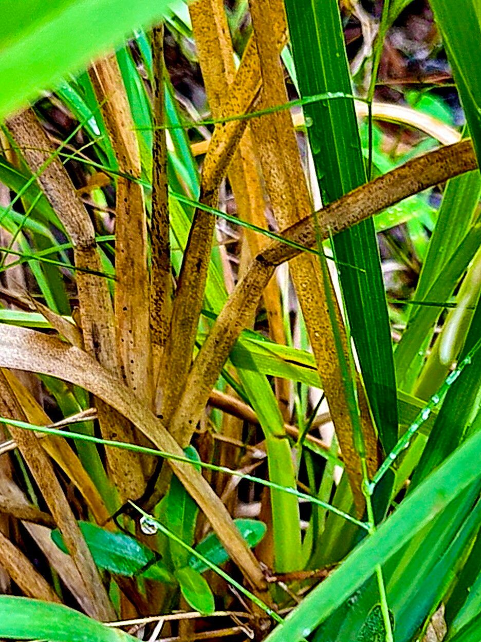 Eustachys glauca — related species from the same genus