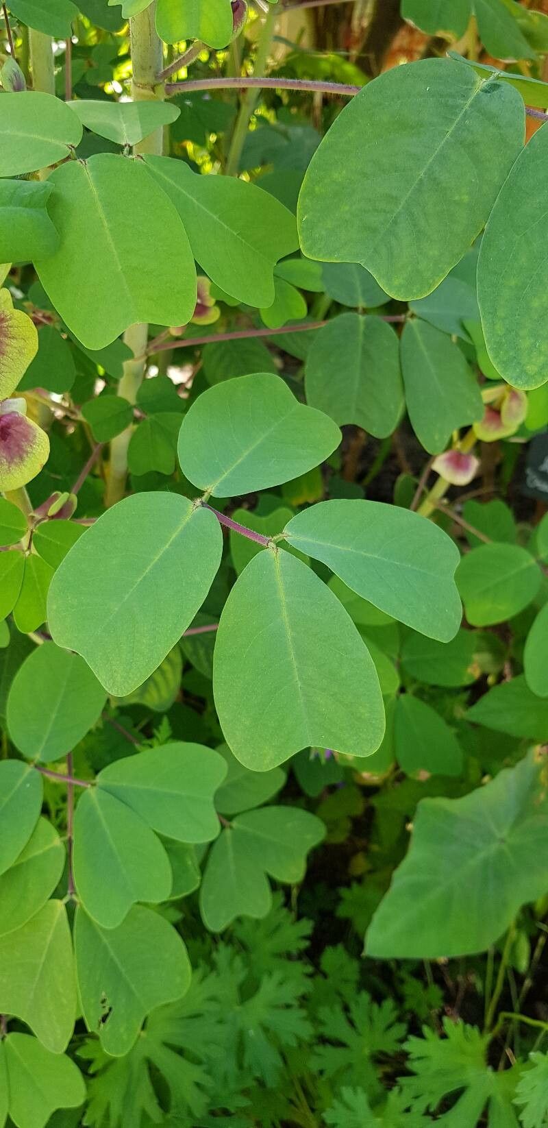 Amicia zygomeris leaf