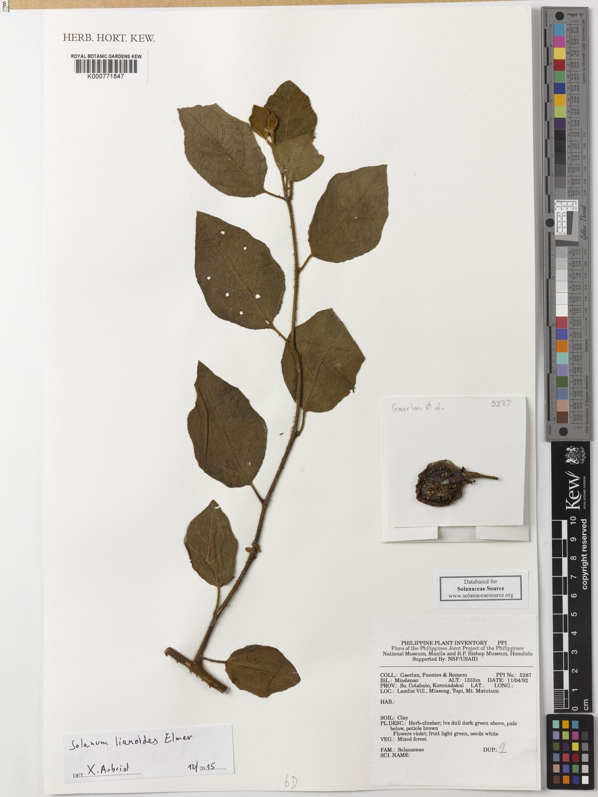 Solanum schefferi — houseplant care guide