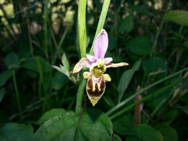 Ophrys picta flower