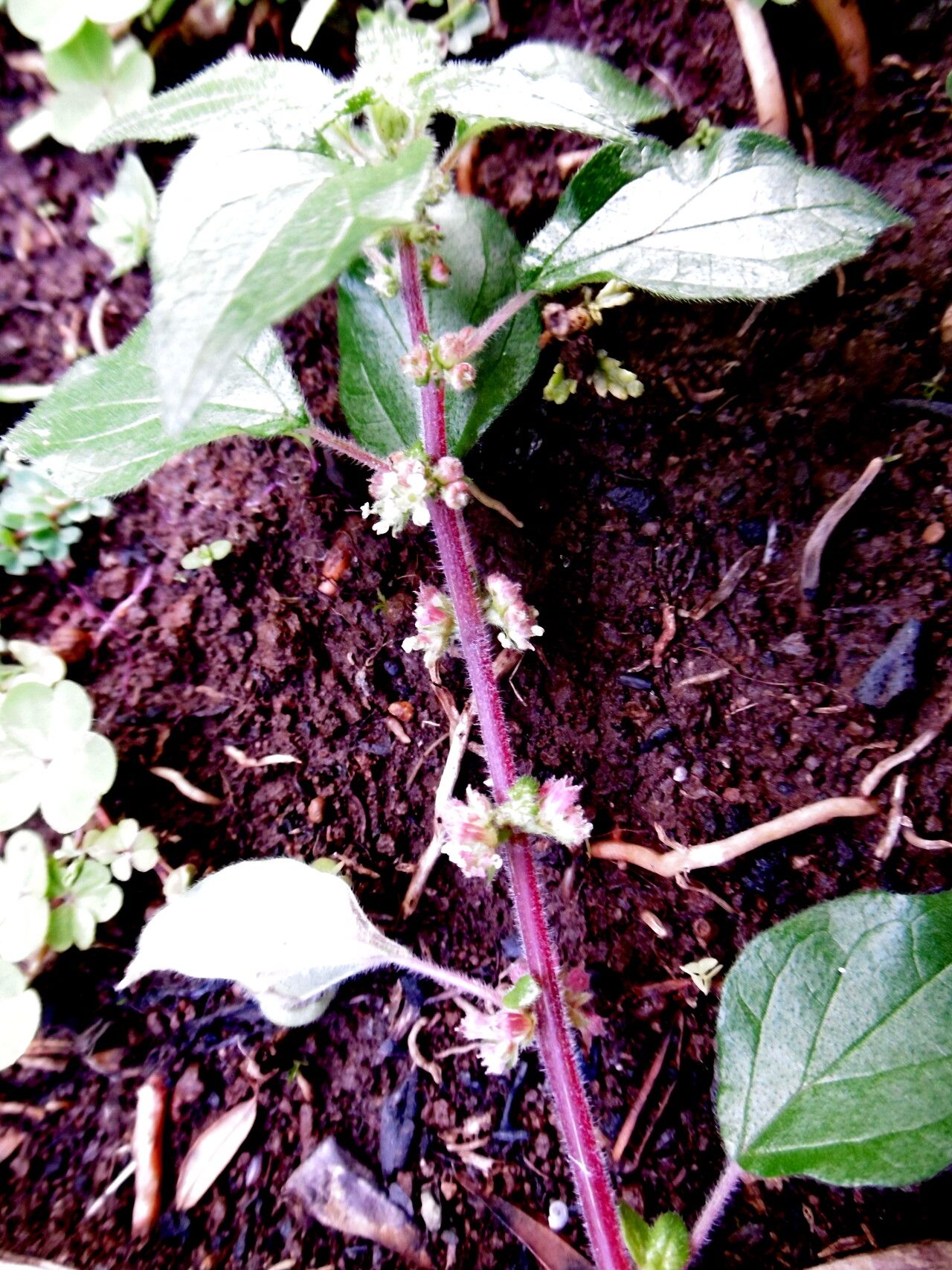 Parietaria filamentosa flower