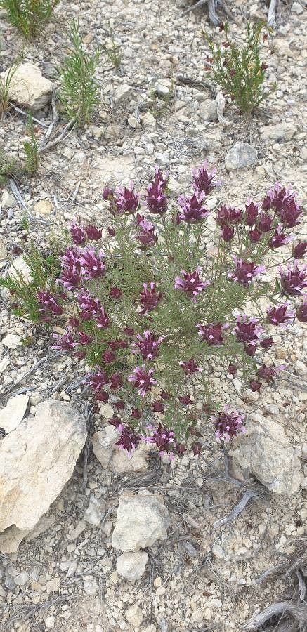 Trifolium willdenovii flower