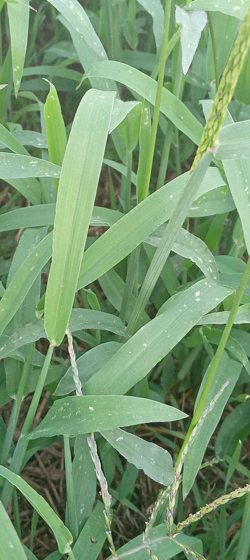 Digitaria ciliaris leaf