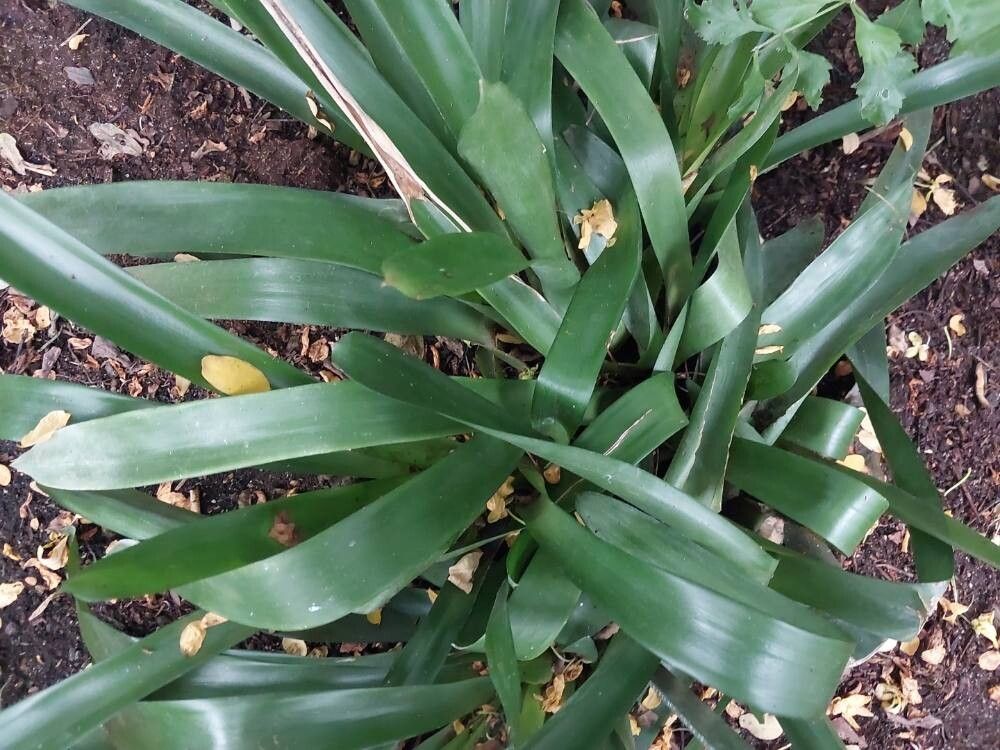 Aechmea apocalyptica