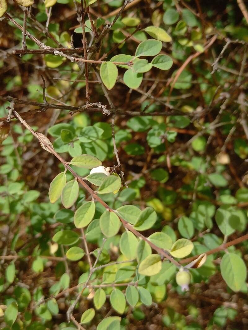Symphoricarpos guatemalensis leaf