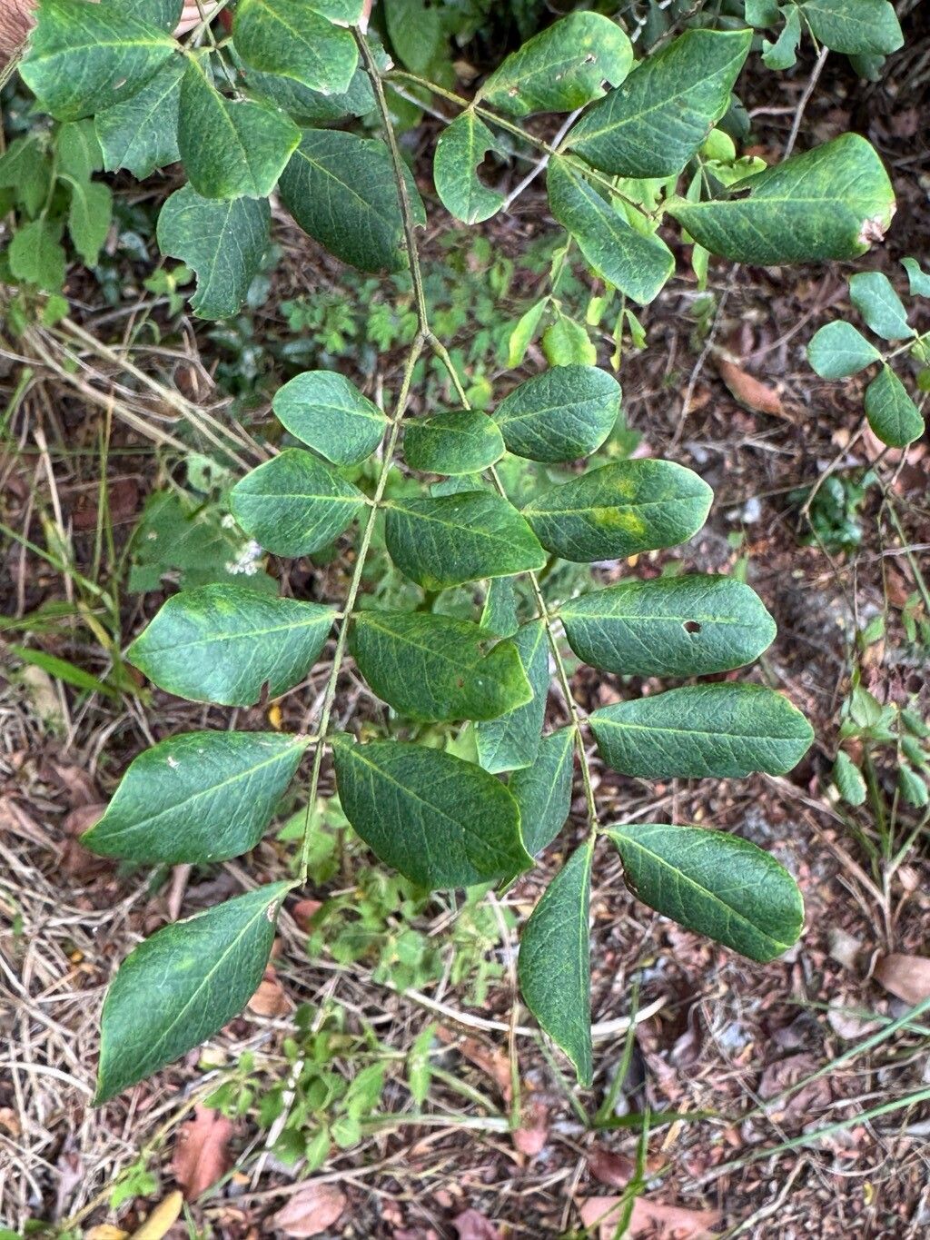 Piptadenia adiantoides leaf