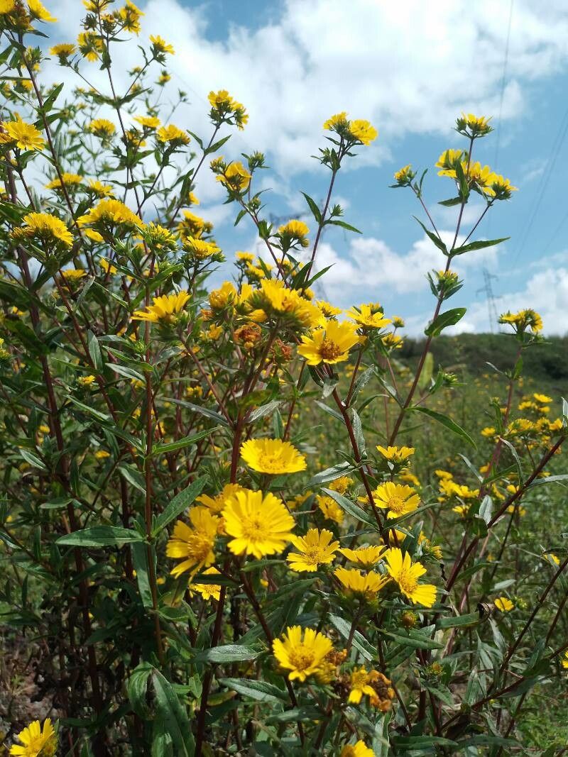 Guizotia scabra — search result for 'Niger'