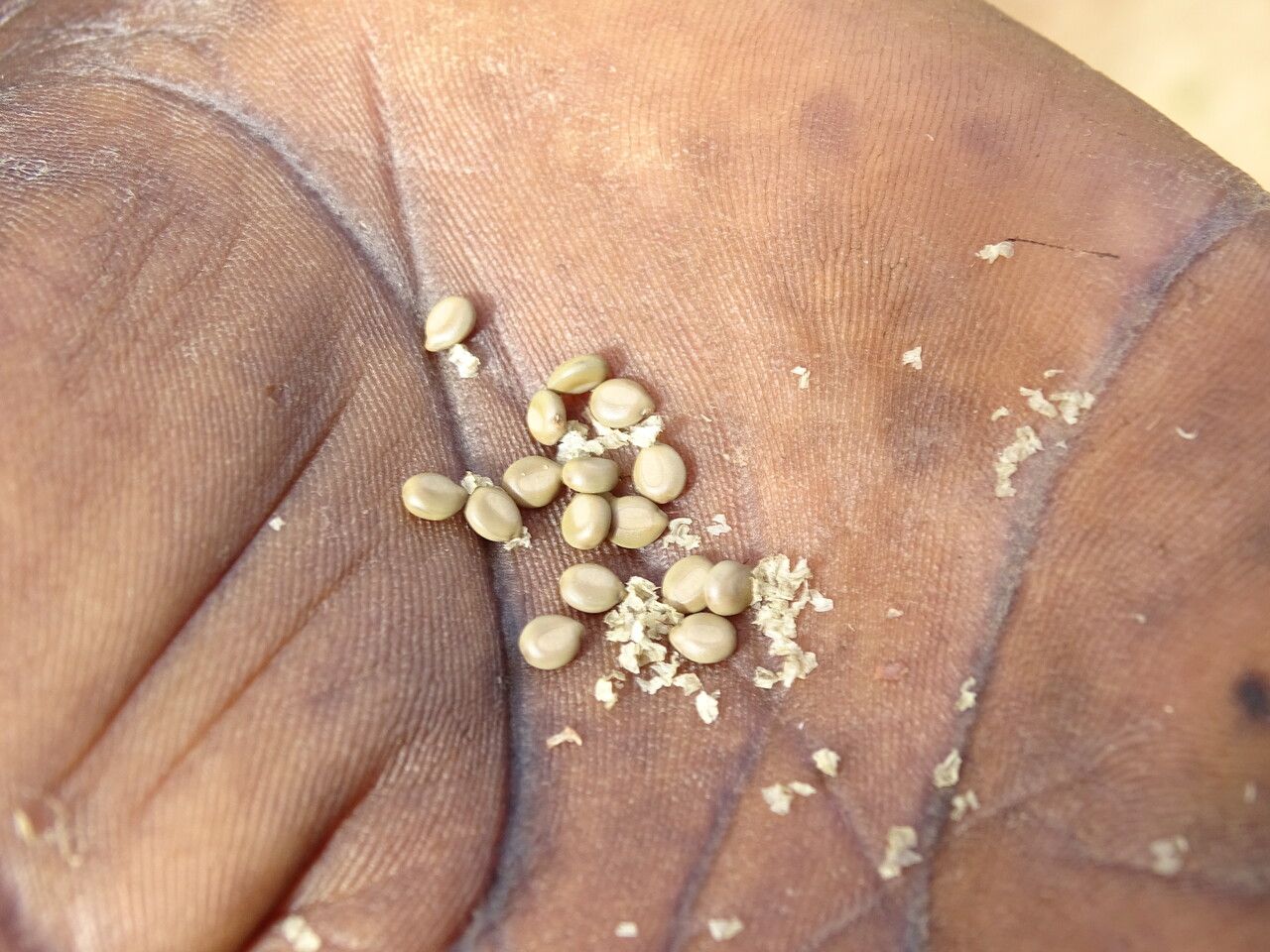 Cassia occidentalis fruit