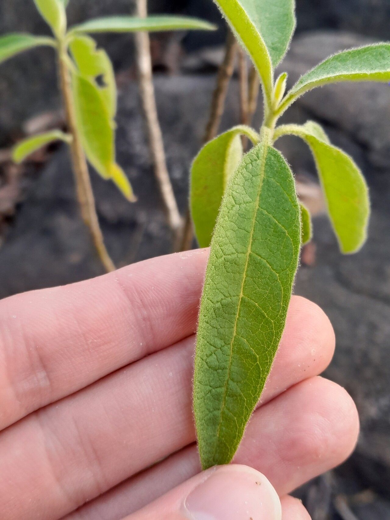 Solanum schomburgkii — houseplant care guide