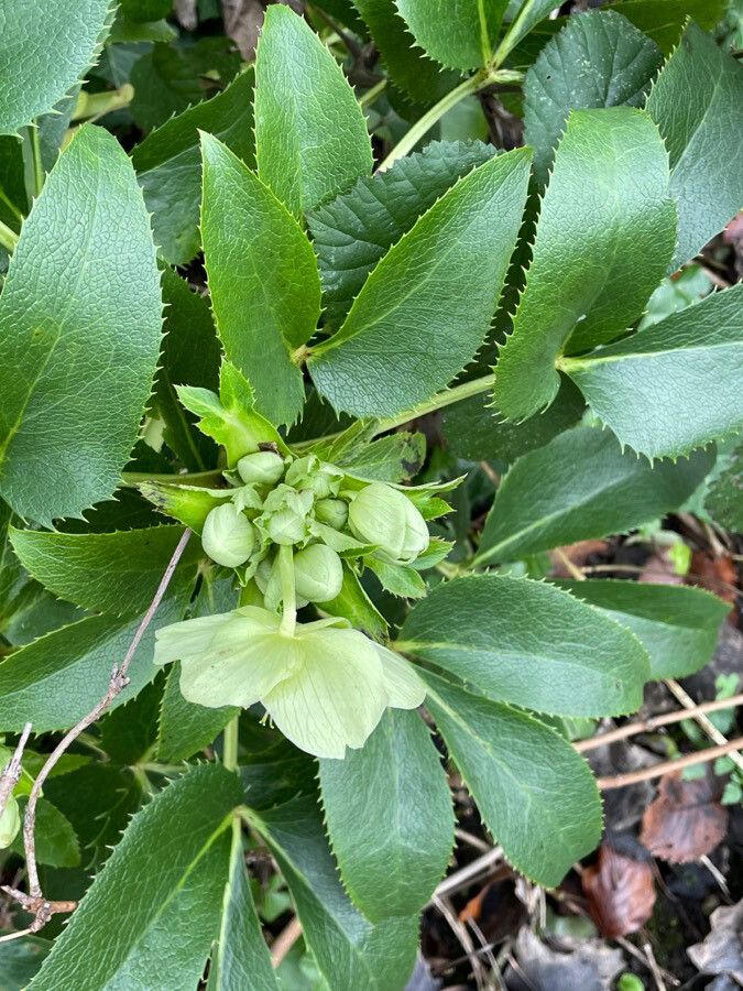 Helleborus argutifolius