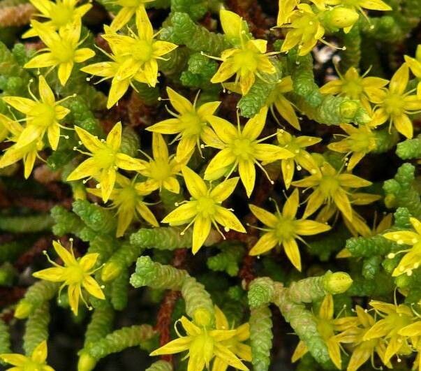 Sedum cupressoides — houseplant care guide