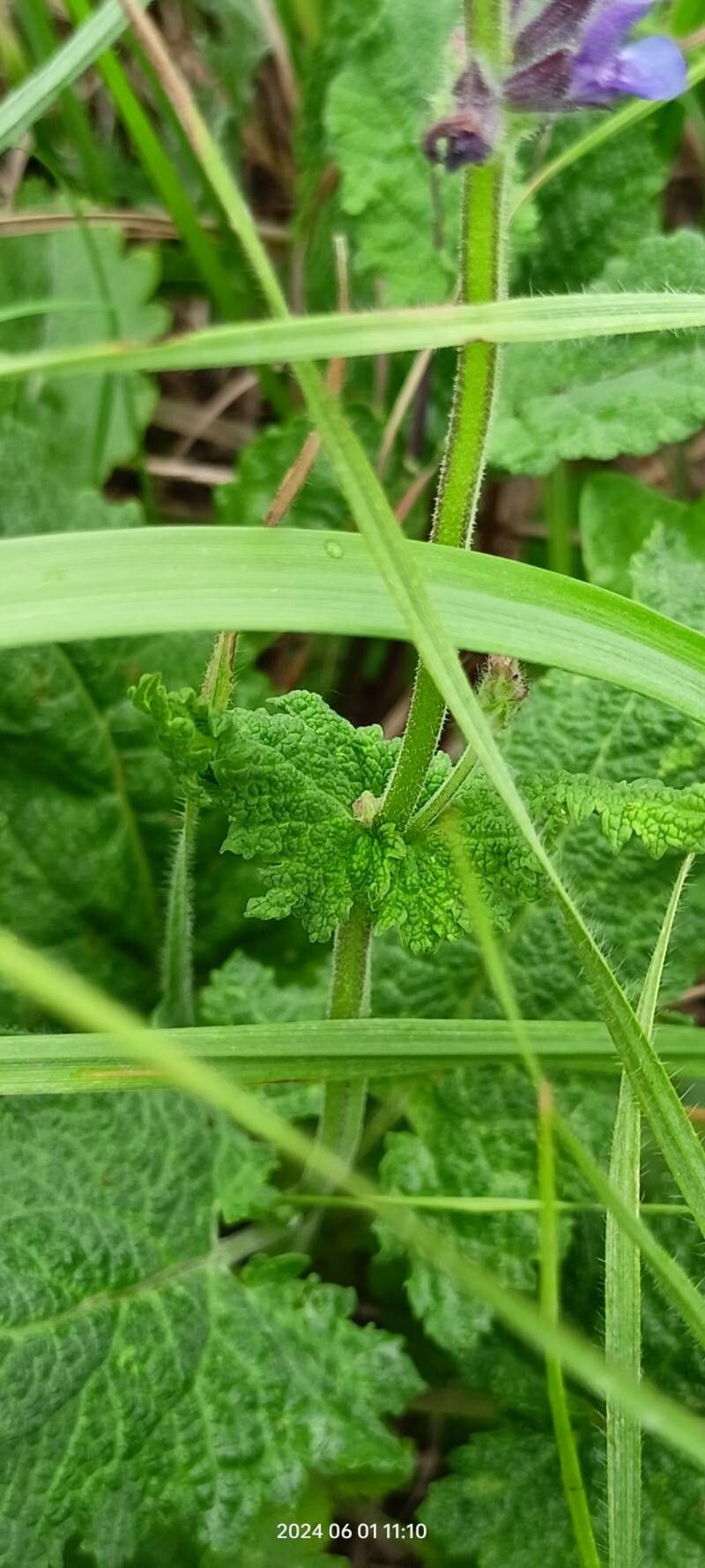 Salvia dumetorum — houseplant care guide