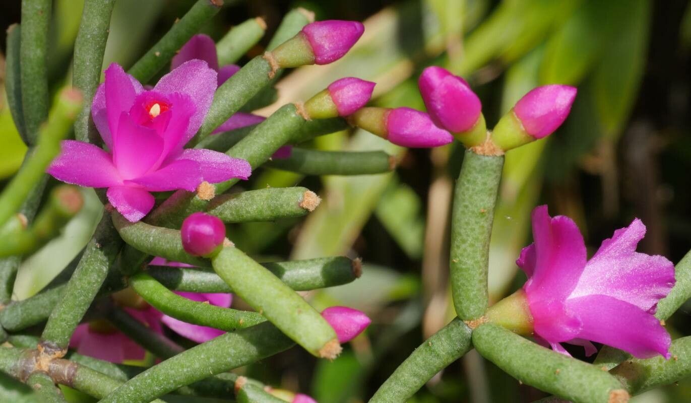 Hatiora herminiae flower