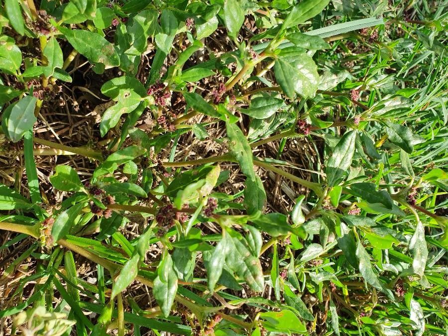 Zaleya pentandra habit