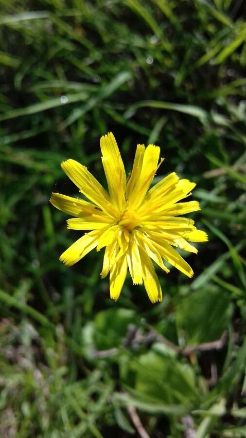 Crepis lampsanoides flower