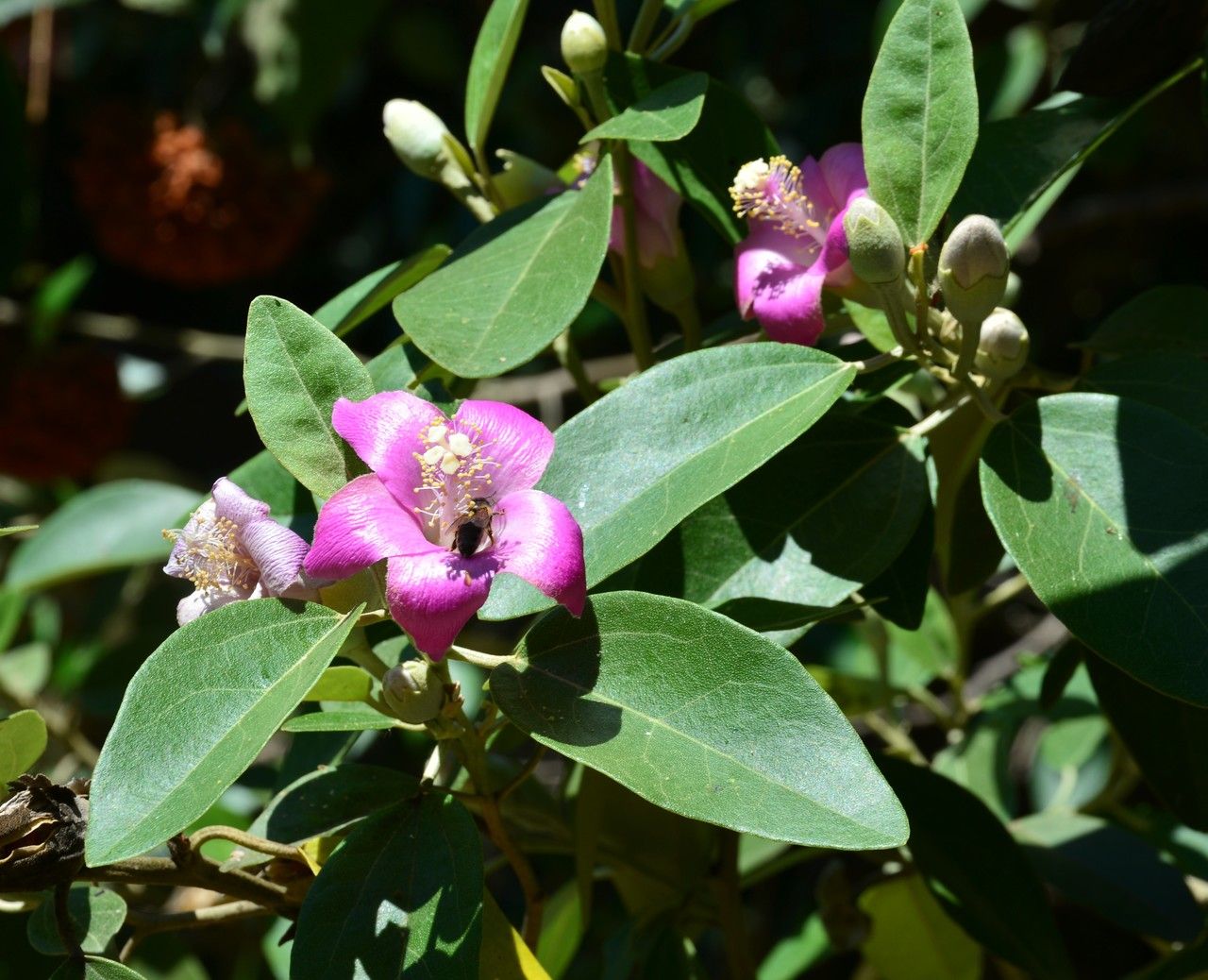 Lagunaria patersonii flower