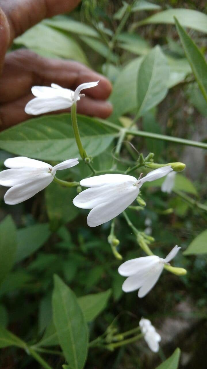 Rhinacanthus nasutus flower