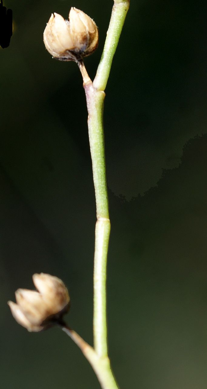 Linum maritimum fruit