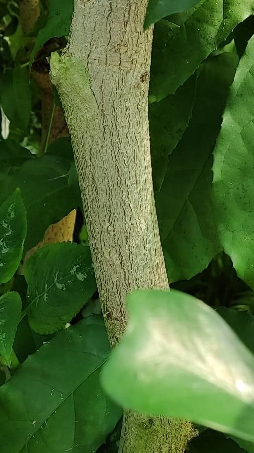 Ficus natalensis bark