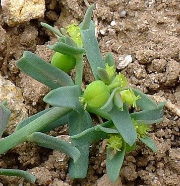 Euphorbia sulcata fruit