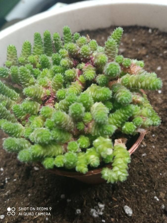 Sedum humifusum — houseplant care guide