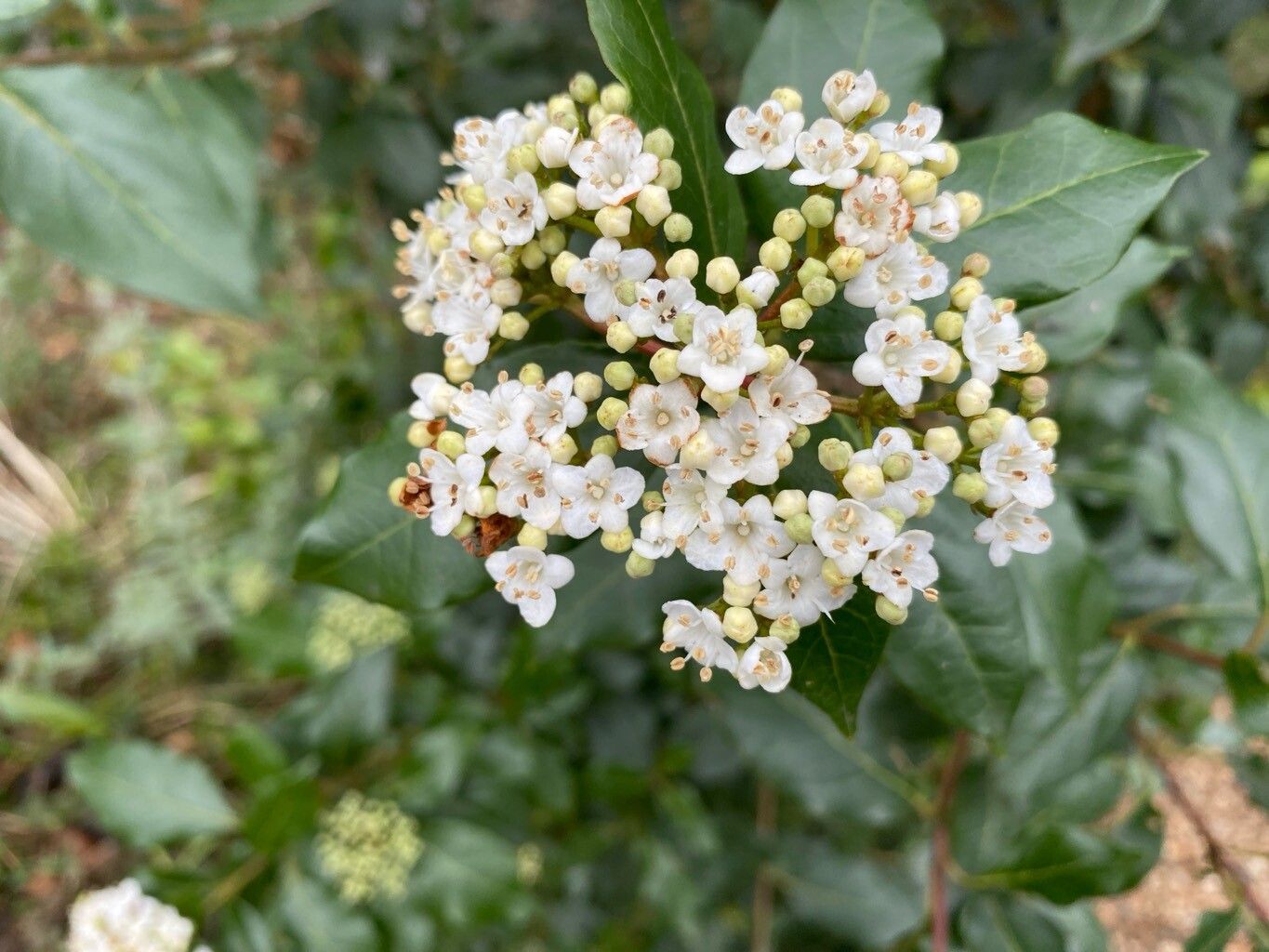 Biscutella guillonii — houseplant care guide