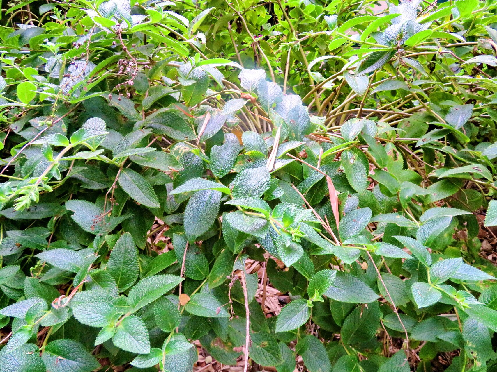 Sinningia macrostachya habit