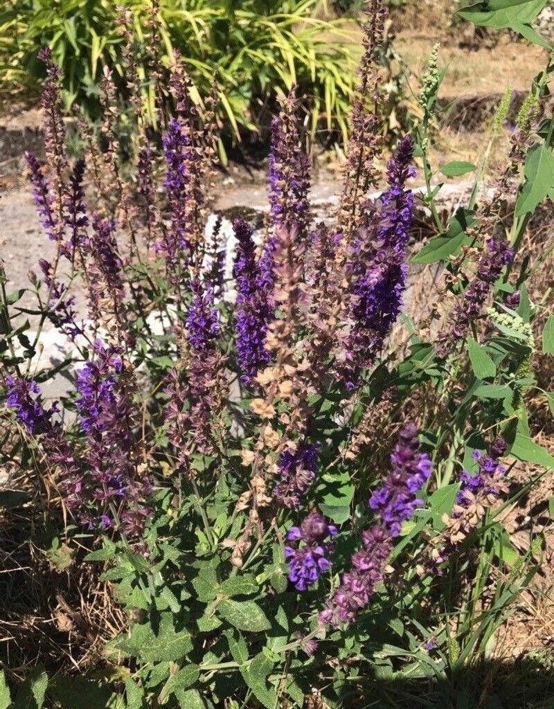 Salvia deserta — search result for 'Salvia'