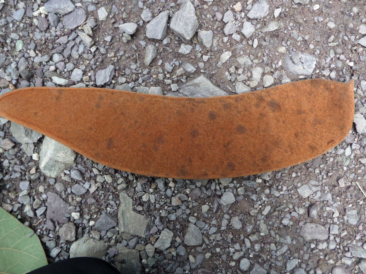 Phanera integrifolia fruit