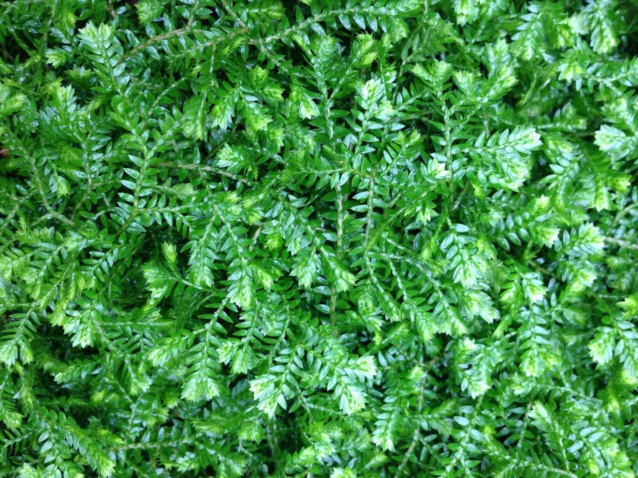 Selaginella stenophylla habit