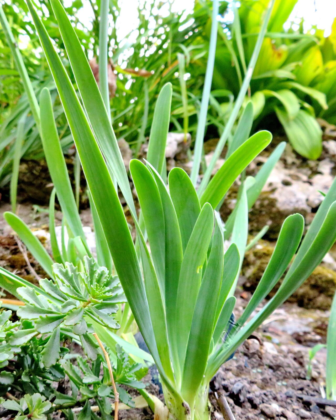 Allium semenovii — houseplant care guide