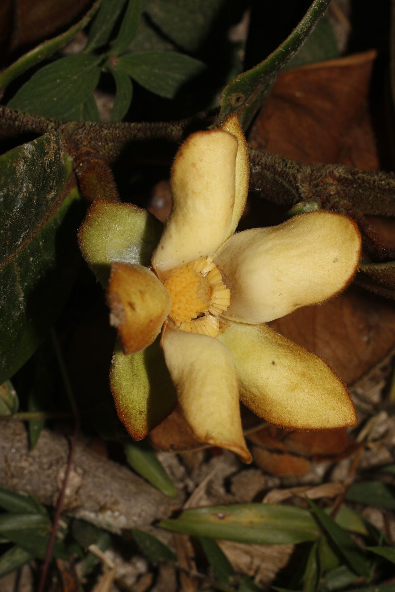 Guatteria talamancana fruit