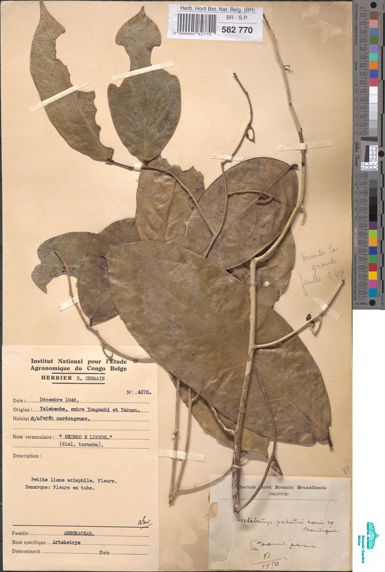 Artabotrys palustris — houseplant care guide