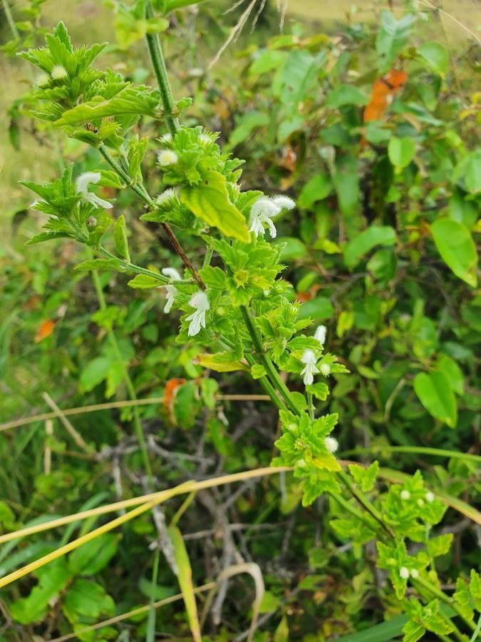 Leucas glabrata flower