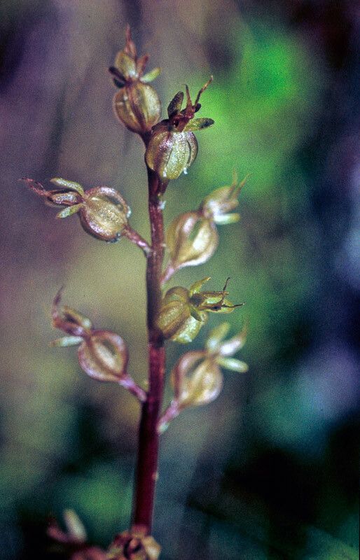Neottia cordata flower