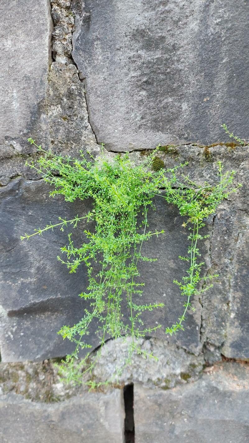Galium vile leaf